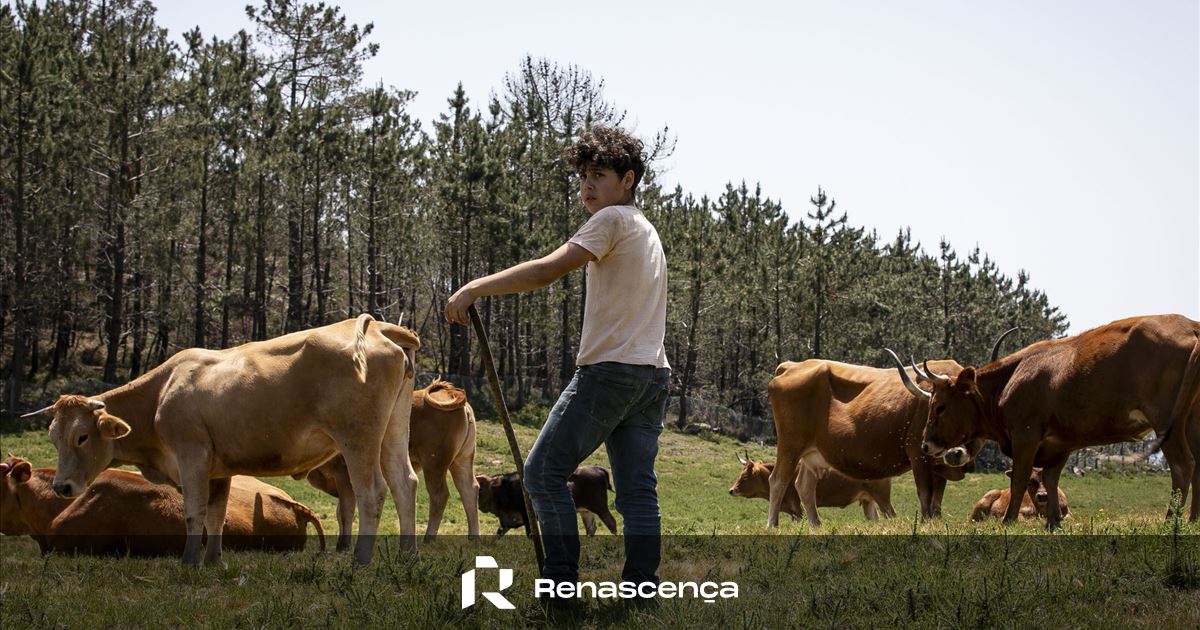 Nas "Vezeiras" do Gerês, cada pastor guarda o gado