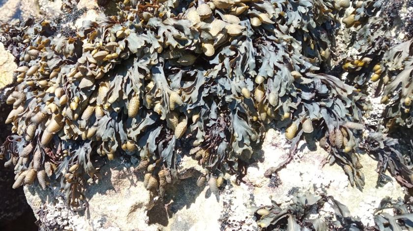 Alga descoberta em Peniche retarda envelhecimento