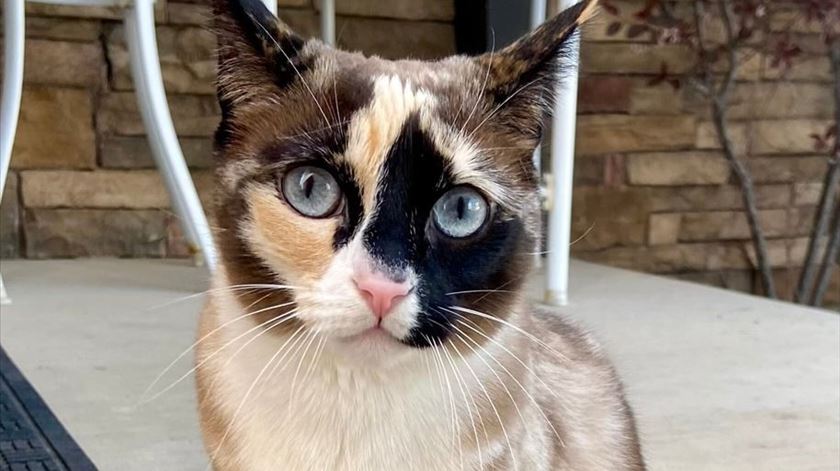 Gata escondeu-se em caixa de encomendas e foi parar a mil quilómetros de casa