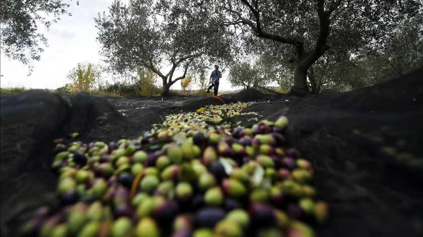 Olival. Nova certificação europeia de gestão chega a Portugal