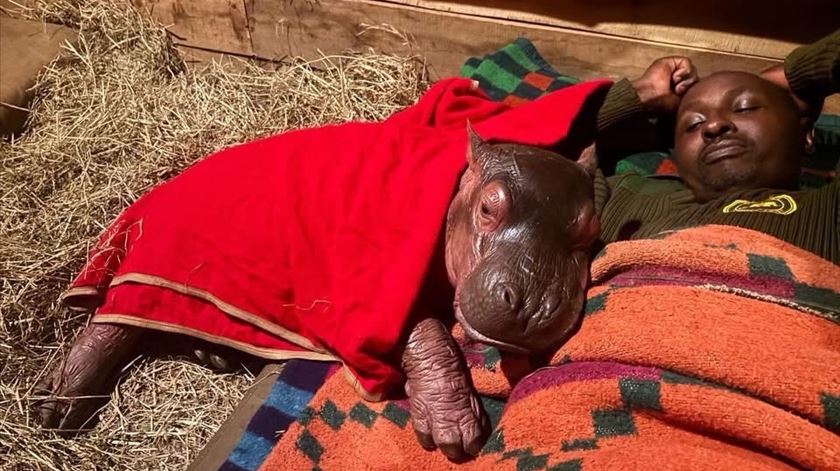 Bumpy, o bebé hipopótamo órfão resgatado no Quénia após perder a mãe