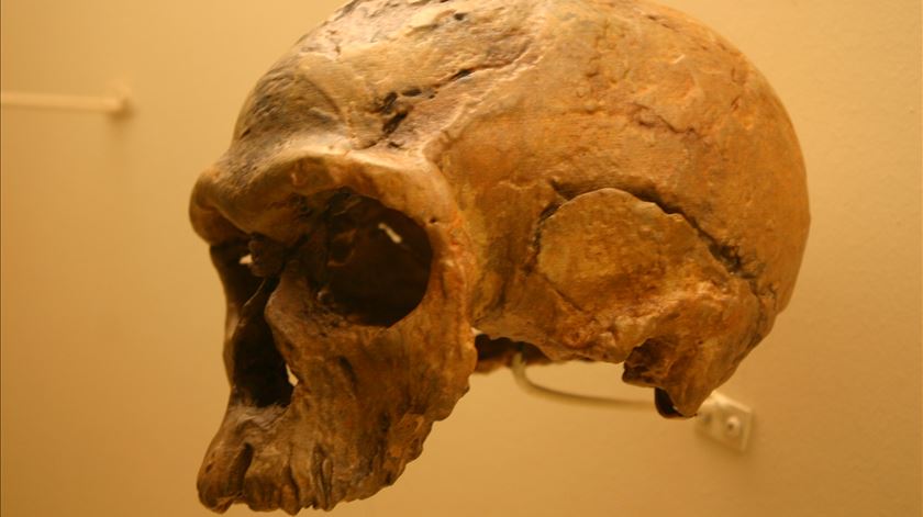 Português recebe 2,5 milhões para estudar Homo Sapiens