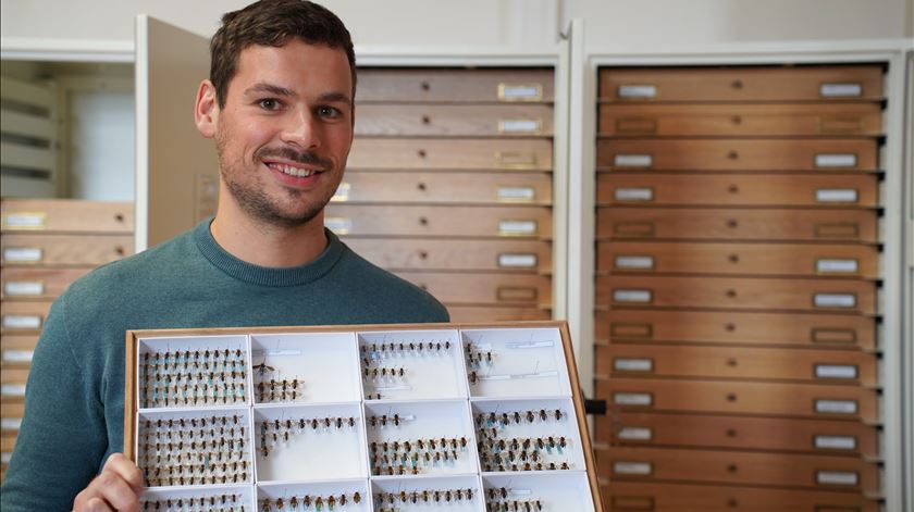 Abelhas europeias em risco: 10% das espécies estão ameaçadas de extinção