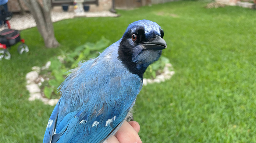 Este pássaro é o primeiro animal híbrido devido às alterações climáticas