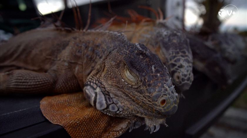 Na Florida andam a cair iguanas das árvores