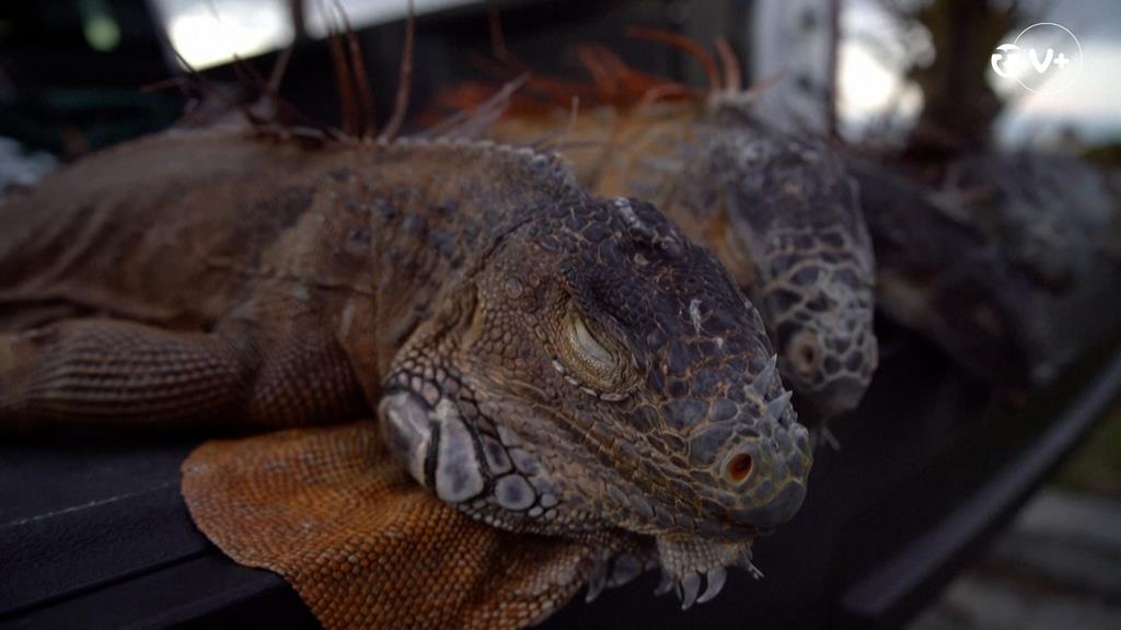 Na Florida andam a cair iguanas das árvores