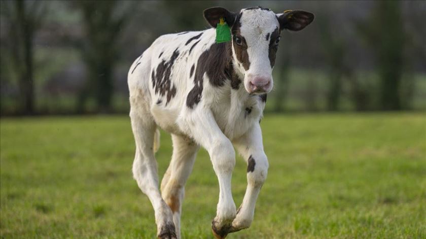 Hilda, a vaca amiga do ambiente que nasceu in vitro