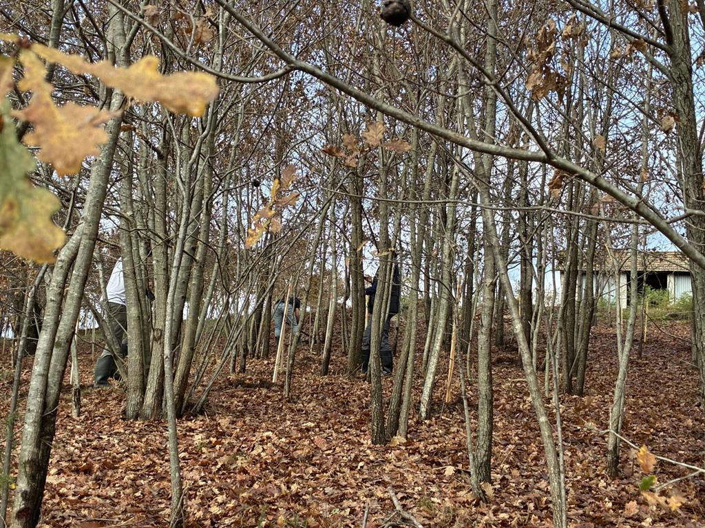 Lousada quer plantar 100 mil arvores em cinco anos
