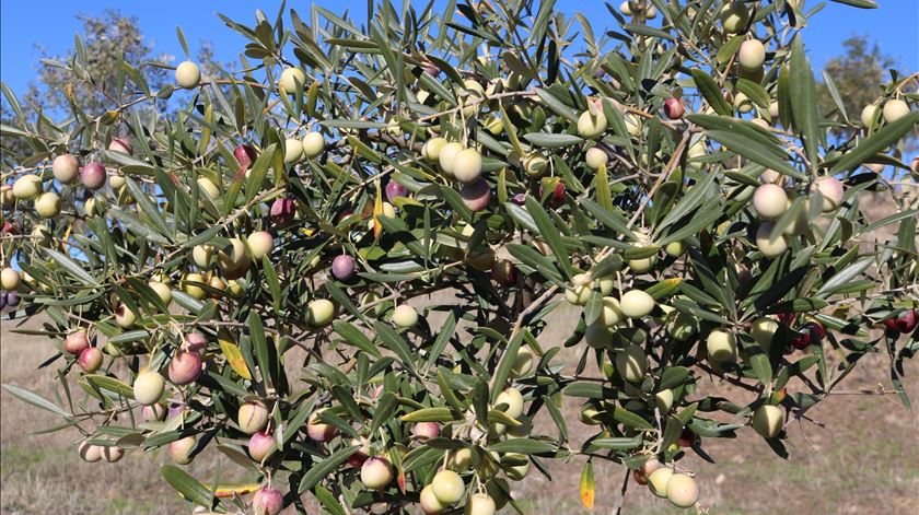 Diocese de Bragança-Miranda vai plantar 500 oliveiras no Seminário