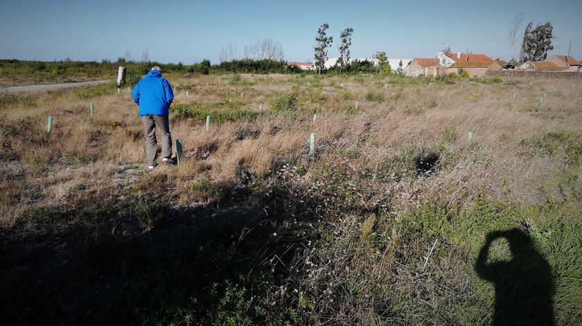 Geógrafo-físico José Nunes André acompanhou a Renascença num passeio pelo que resta do Pinhal de Leiria. Foto: Teresa Paula Costa/RR