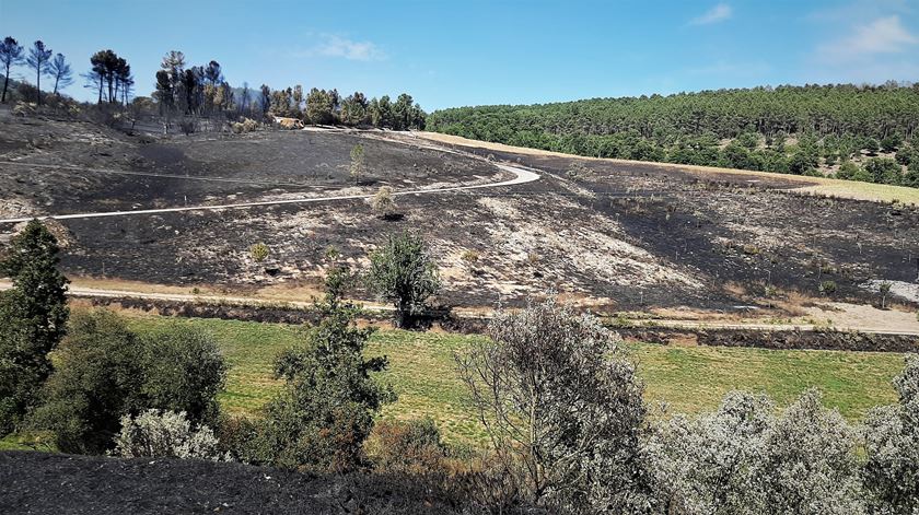 Prazo para limpar terrenos termina hoje e proprietários em incumprimento arriscam coimas