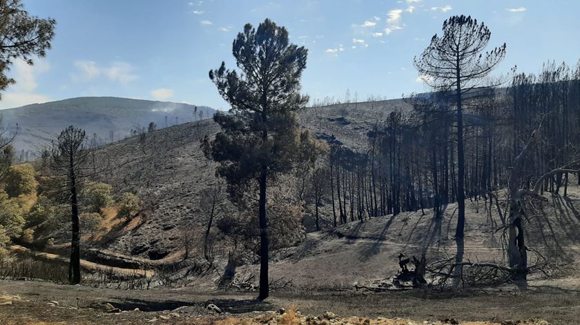 Incêndios 2025. Apoio a agricultores ultrapassa 30 milhões de euros
