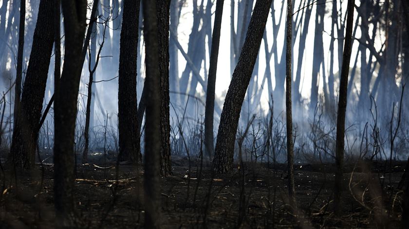 incêndios de 15 de outubro de 2017 - Foto Joana Bourgard RR (6)