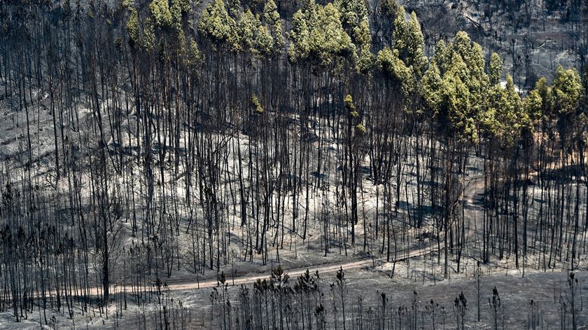 Incêndios destruíram linhas eléctricas. Foto: Nuno André Ferreira/Lusa