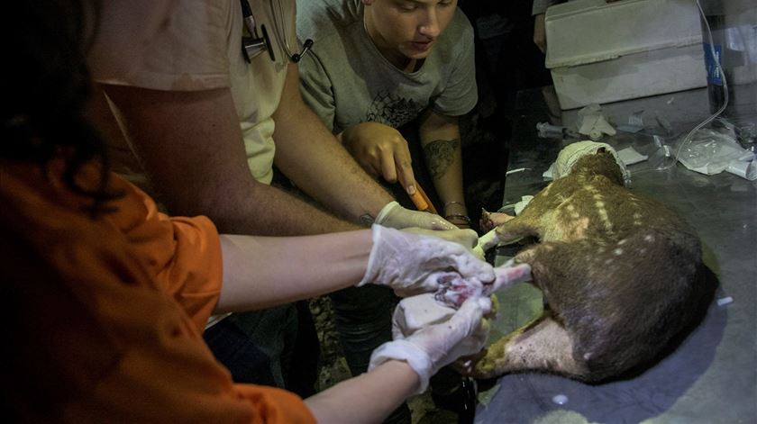 Veterinários pedem justiça fiscal e IVA a 6% para os animais de companhia