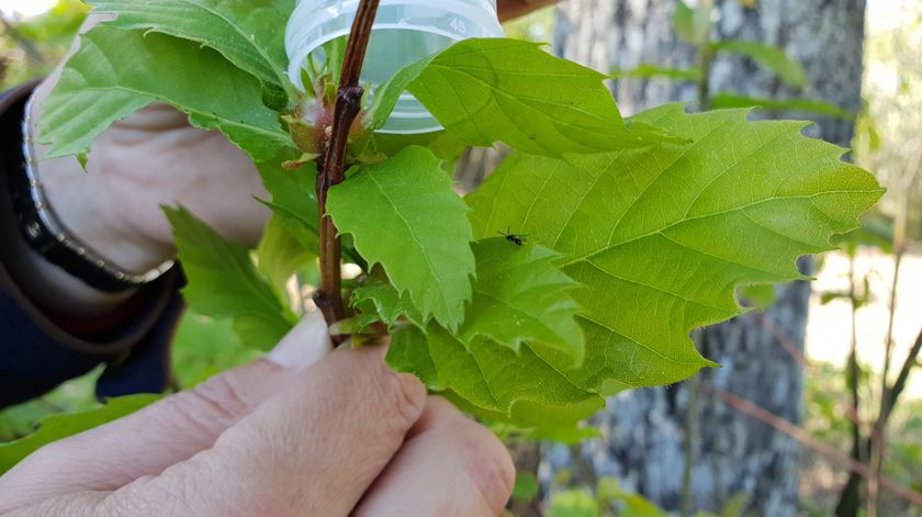 Largada de parasitóides. Foto Olímpia Mairos/ RR