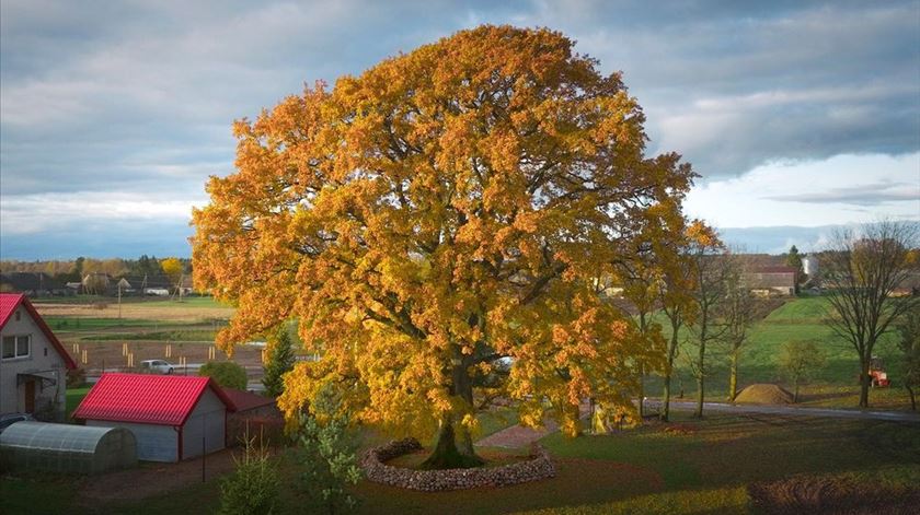 E a árvore do ano na Europa é... E a árvore do ano na Europa é...
