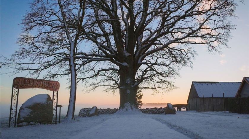 Há cerca de um ano a área foi requalificada e a comunidade "organizou uma celebração em honra" do carvalho, recebendo tipicamente elogios quando está coberto de neve. Foto: Tree Of The Year Europe Há cerca de um ano a área foi requalificada e a comunidade "organizou uma celebração em honra" do carvalho, recebendo tipicamente elogios quando está coberto de neve. Foto: Tree Of The Year Europe