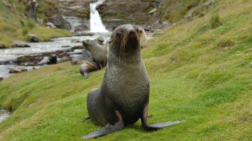 Pinguim-imperador e lobo-marinho-antártico ameaçados pelas alterações climáticas