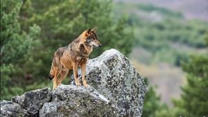Lobo protegido em Portugal pode ser caçado em Espanha. Organizações pedem estratégia comum para salvar a espécie