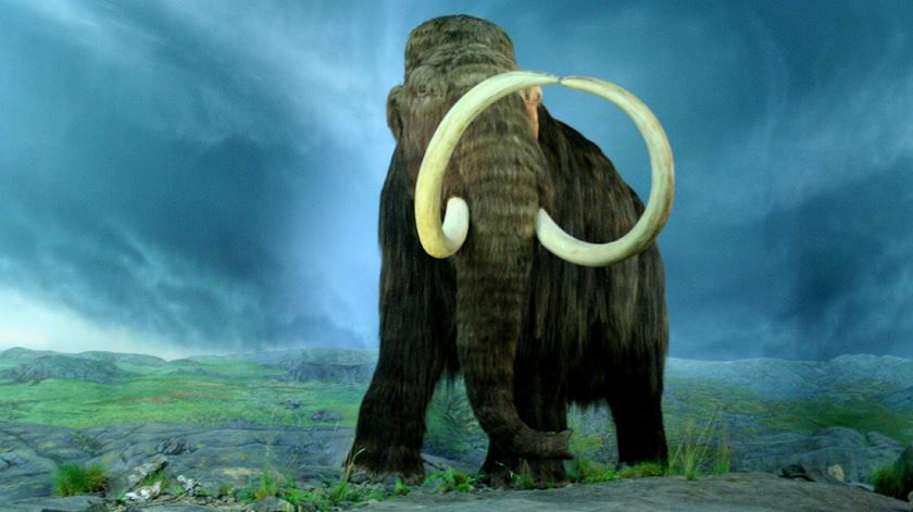 RNA mais antigo do mundo extraído de mamute-lanoso com 40 mil anos RNA mais antigo do mundo extraído de mamute-lanoso com 40 mil anos