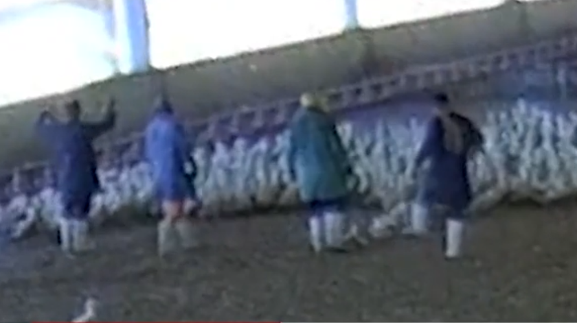 Maior produtora de patos da Península Ibérica acusada de maus tratos