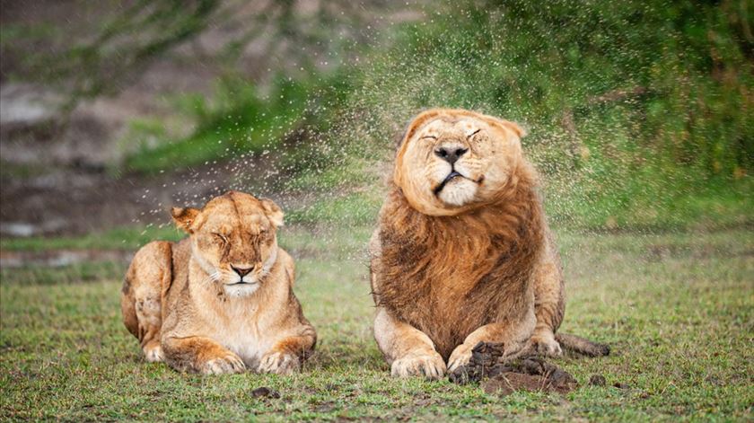 Espreite a natureza desprevenida (e cómica) nas fotografias finalistas do "Comedy Wildlife"