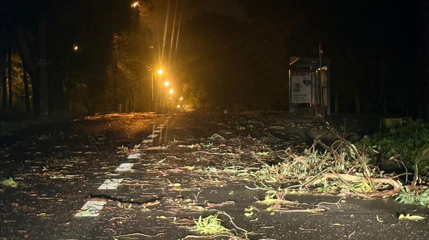 Mau tempo. Queda de árvore mata homem em Vila Franca de Xira