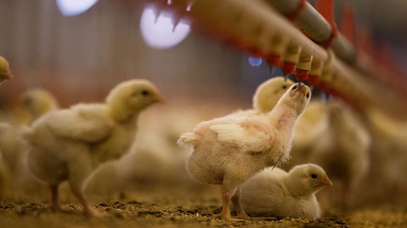 Gripe das aves: Bélgica, França e Países Baixos decretam confinamentos