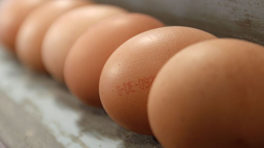 Produção de ovos em nível máximo para a Páscoa Produção de ovos em nível máximo para a Páscoa