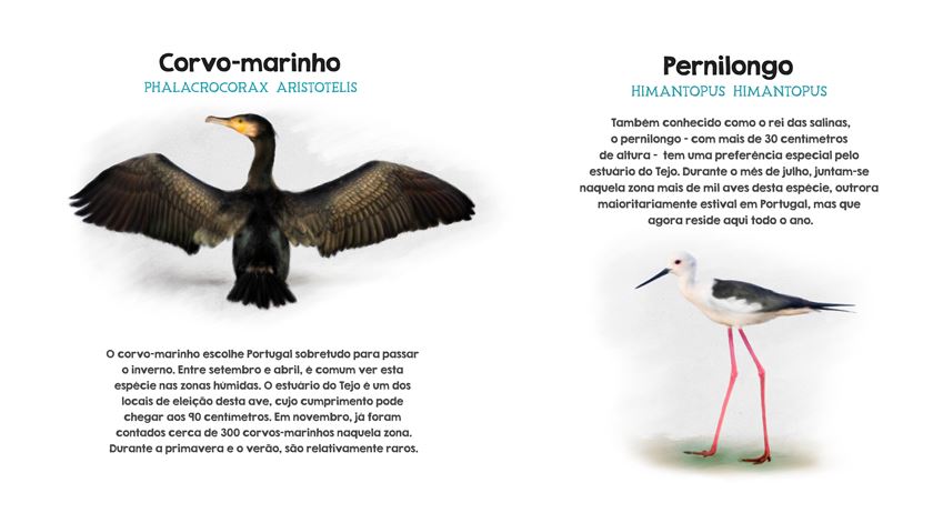Reportagem Aeroporto do Montijo. Infografia: Rodrigo Machado/RR