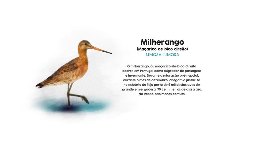 Reportagem Aeroporto do Montijo. Infografia: Rodrigo Machado/RR