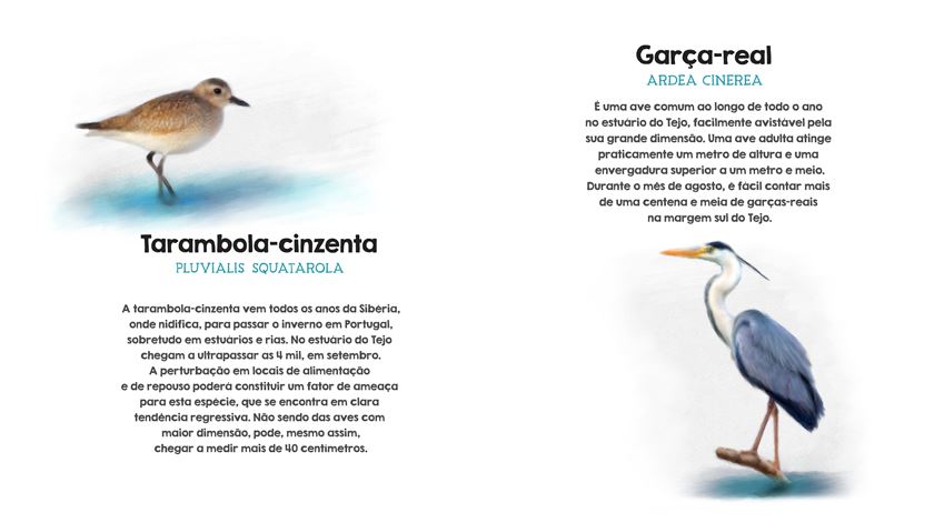 Reportagem Aeroporto do Montijo. Infografia: Rodrigo Machado/RR