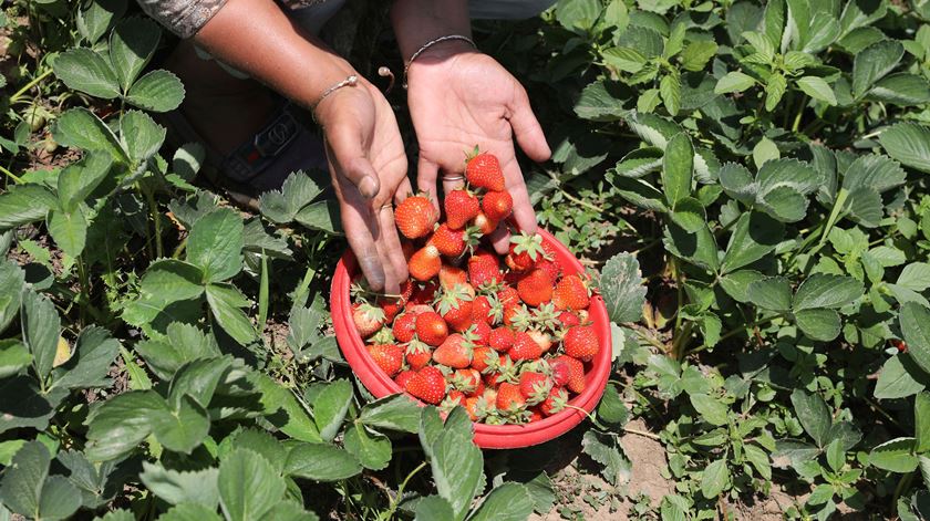 Agricultores pedem apoio urgente face à subida dos combustíveis e fertilizantes Agricultores pedem apoio urgente face à subida dos combustíveis e fertilizantes