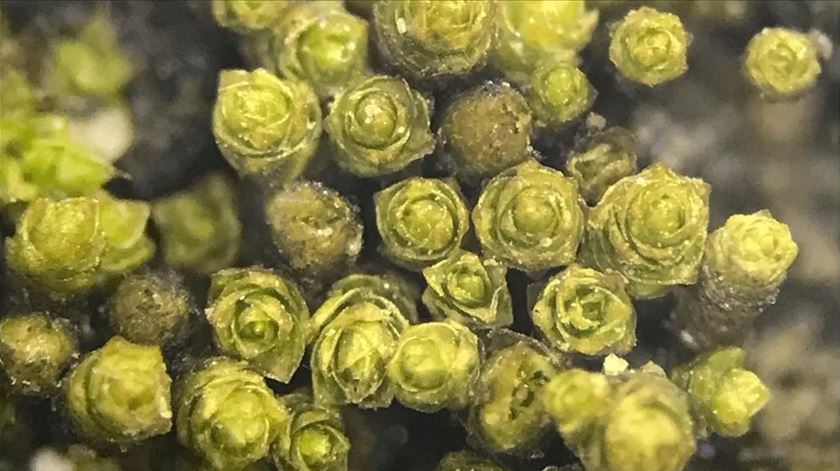 Nova espécie de musgo descoberta na costa do Deserto do Atacama no Chile