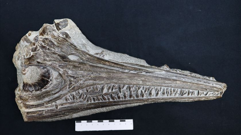 Fóssil descoberto na Marinha Grande é de nova espécie de réptil marinho