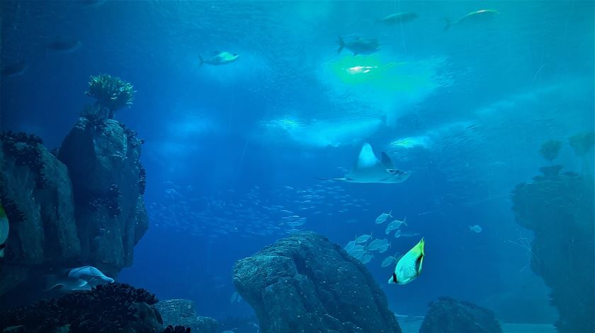 Cientistas do Técnico descobrem nova bactéria em corais do Oceanário