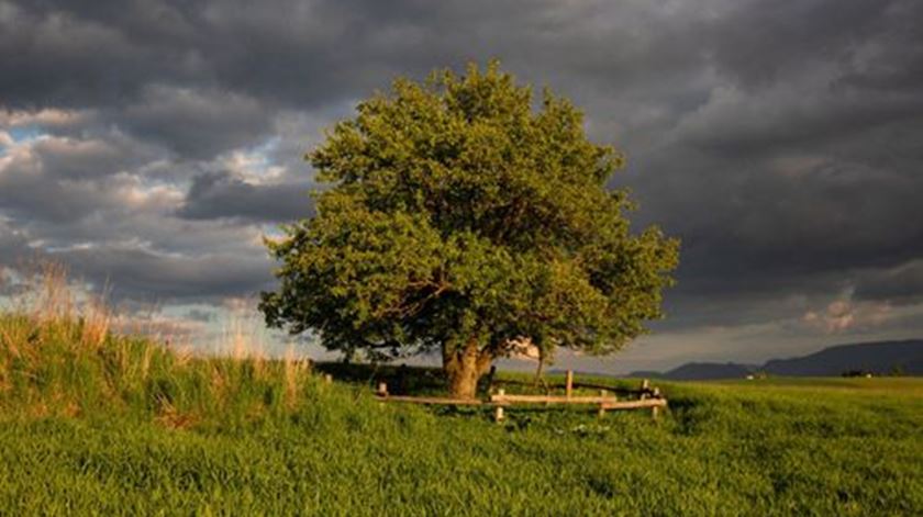 Na segunda posição, "a marcieira da Eslováquia observa silenciosamente a aldeia abaixo, testemunhando as suas alegrias, dificuldades e transformações ao longo do tempo." Foto: Tree Of The Year Europe Na segunda posição, "a marcieira da Eslováquia observa silenciosamente a aldeia abaixo, testemunhando as suas alegrias, dificuldades e transformações ao longo do tempo." Foto: Tree Of The Year Europe