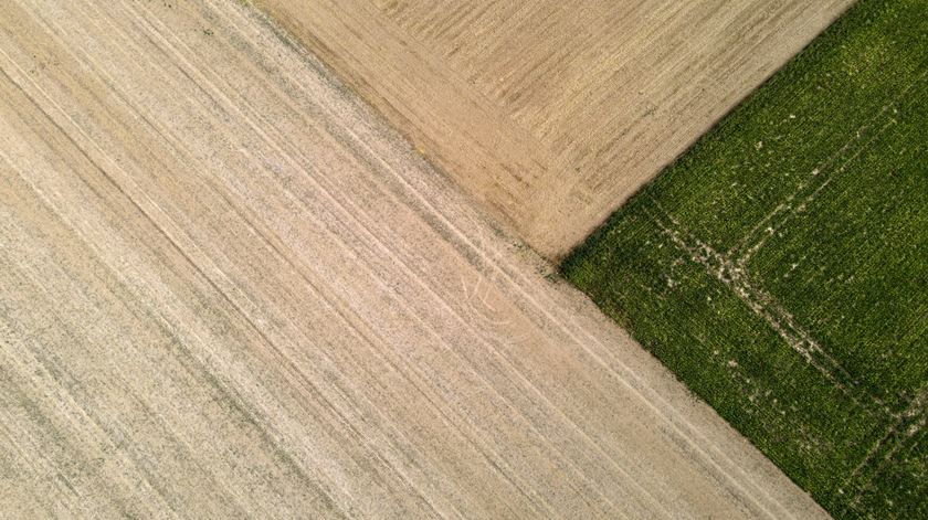 Seca. Governo estuda medidas de apoio à agricultura e pecuária Seca. Governo estuda medidas de apoio à agricultura e pecuária