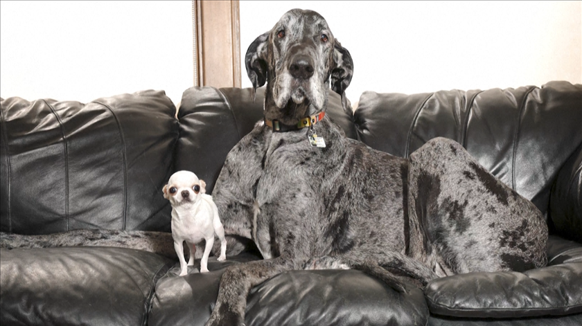 Vídeo. O en(cão)ntro entre o maior e o menor cão do mundo