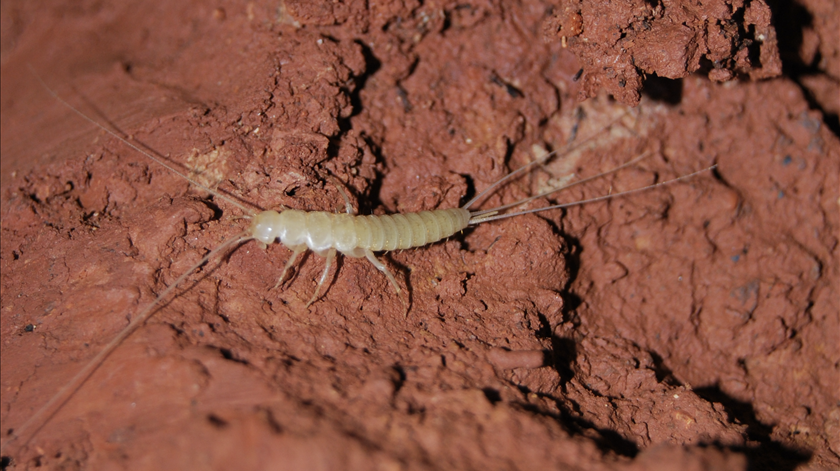 Peixinho de Prata considerado "relíquia biológica" só existe nas grutas do Algarve e corre perigo de extinção Peixinho de Prata considerado "relíquia biológica" só existe nas grutas do Algarve e corre perigo de extinção