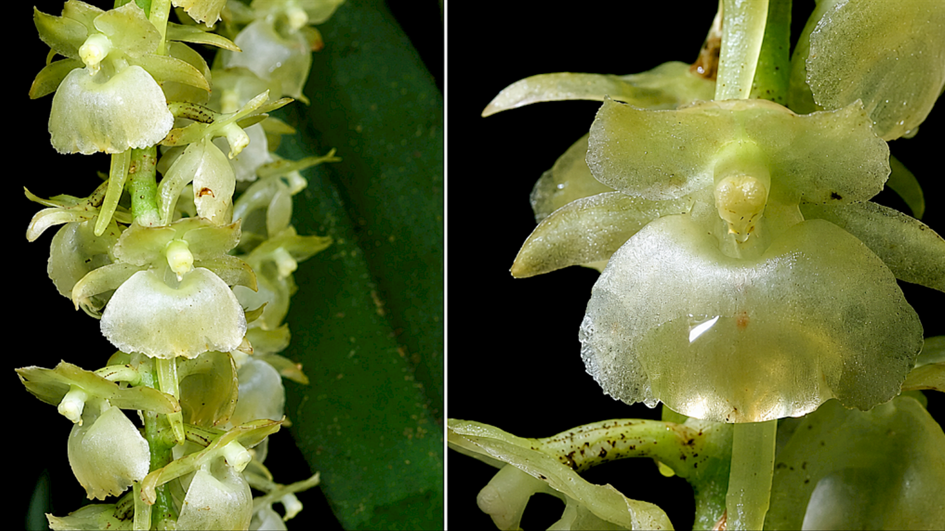 Universidade de Coimbra investiga descoberta de novas orquíd
