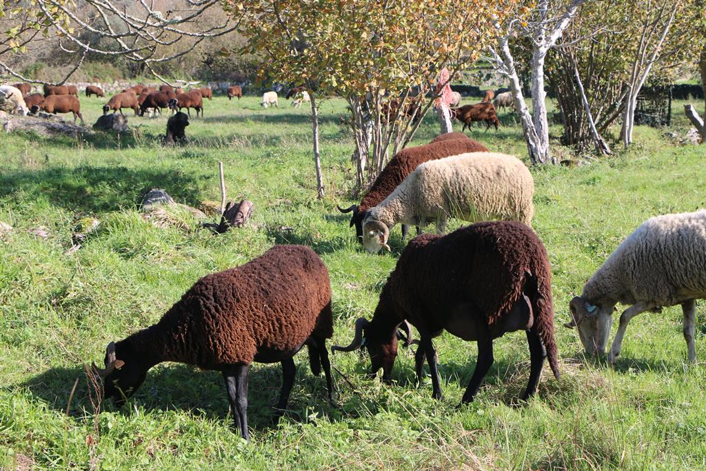 Língua Azul. Serra da Estrela está “praticamente imaculada”, mas pastores estão atentos