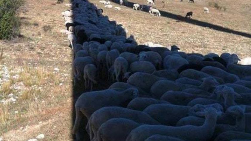 Medo de fogos por causa de altas temperaturas nos próximos dias. Foto: DR