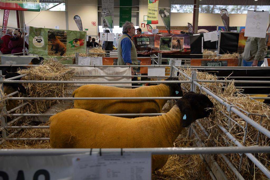 A passagem de responsáveis políticos pela Ovibeja permite "conhecerem de viva voz o que afeta a produção pecuária, agrícola e florestal”, acredita o veterinário Miguel Madeira. Foto: Catarina Santos/RR A passagem de responsáveis políticos pela Ovibeja permite "conhecerem de viva voz o que afeta a produção pecuária, agrícola e florestal”, acredita o veterinário Miguel Madeira. Foto: Catarina Santos/RR