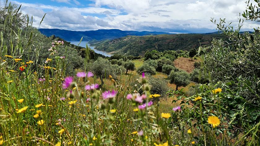Todas as regiões do continente com concentrações elevadas de pólen na atmosfera