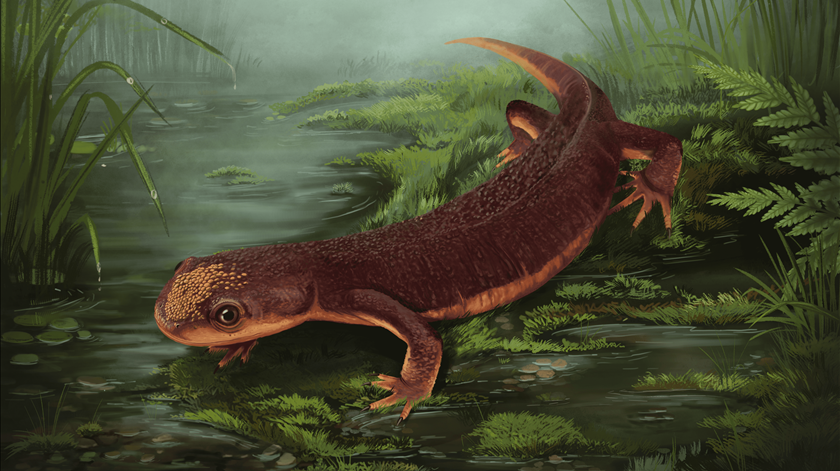 Abram alas para a Nabia. Nova espécie de anfíbio do Jurássico identificada em Portugal