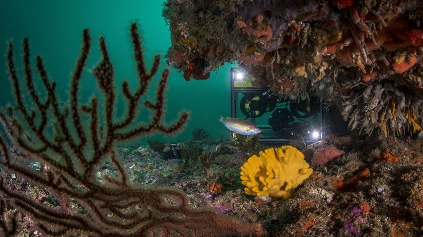 Expedição científica vai explorar um dos maiores recifes costeiros de Portugal