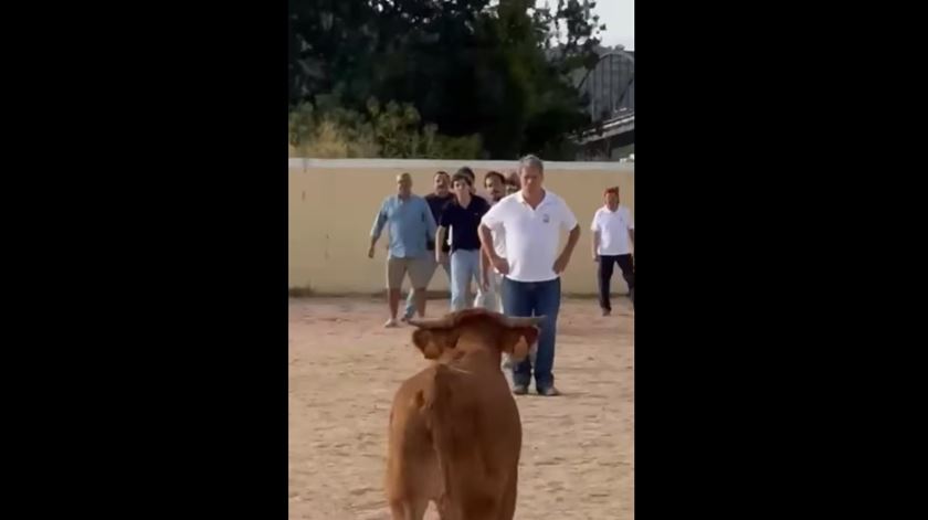 SOS Animal avança com queixa de garraiada em que Paulo Núncio foi colhido por bezerro