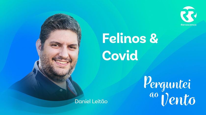 Felinos & Covid - Perguntei ao Vento
